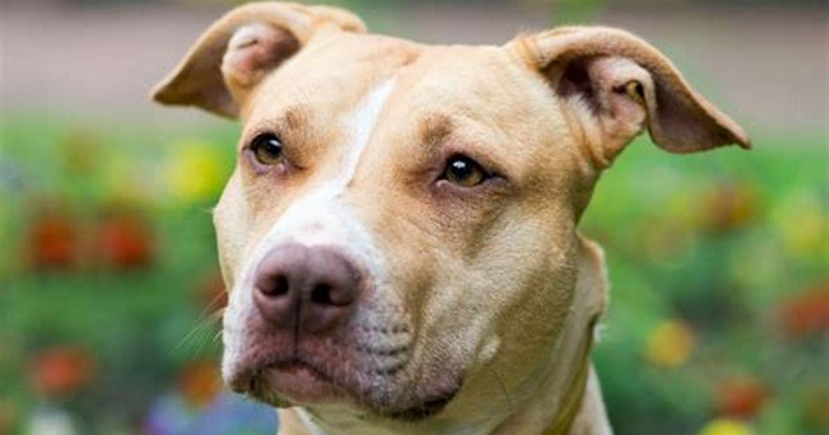 Pitbull