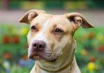 Pitbull