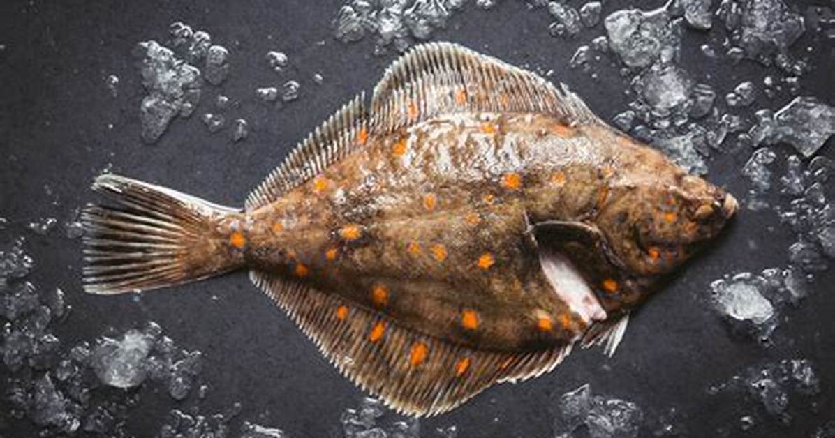 Plaice Fish