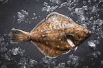 Plaice Fish
