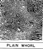 Plain Whorl