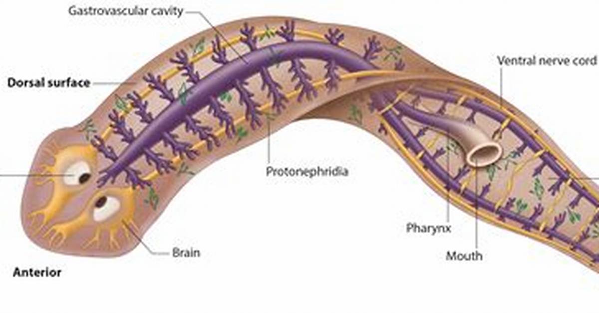 Planaria Phylum