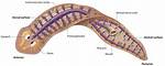 Planaria Phylum