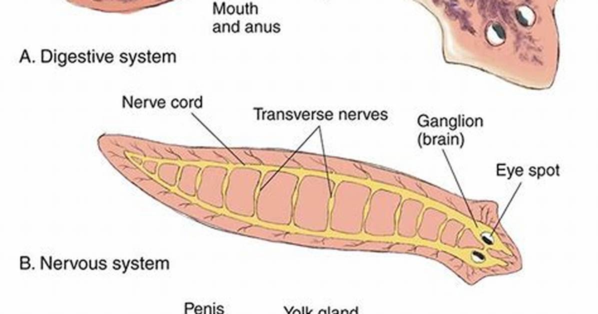 Planaria Worms
