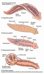 Planaria Worms