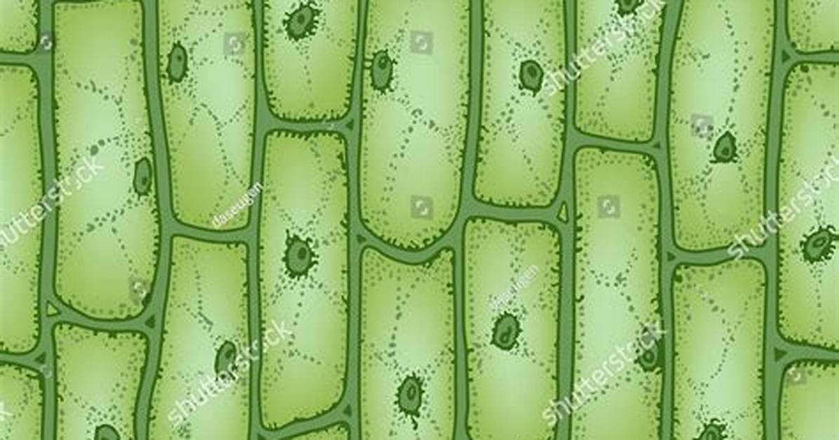 Plant Cell Microscope