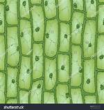 Plant Cell Microscope