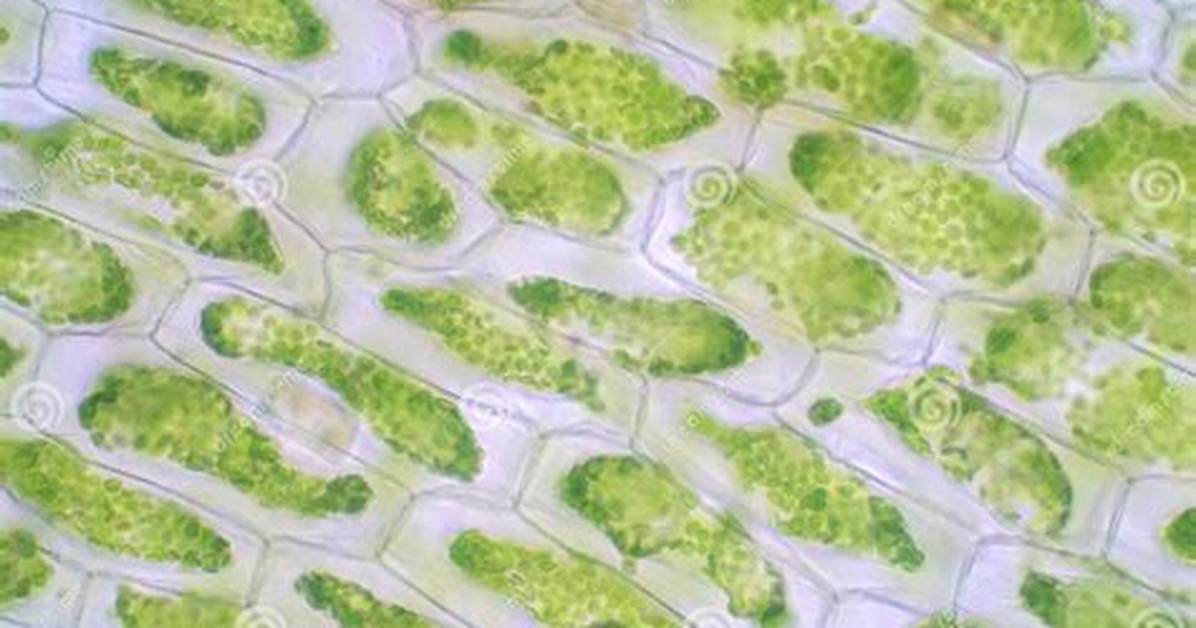 Plant Cell Under Microscope