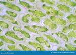 Plant Cell Under Microscope