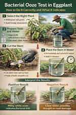 Plant Ooze