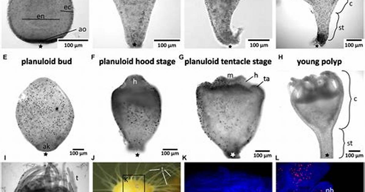 Planula