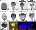 Planula