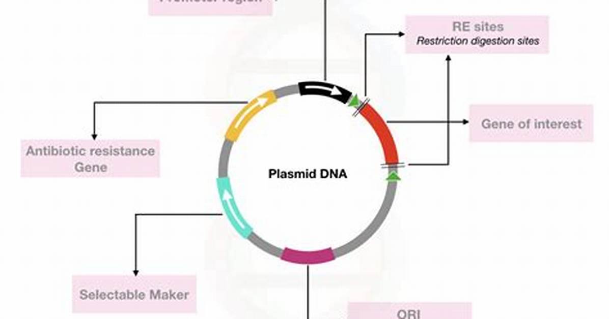 Plasmid Function