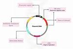 Plasmid Function