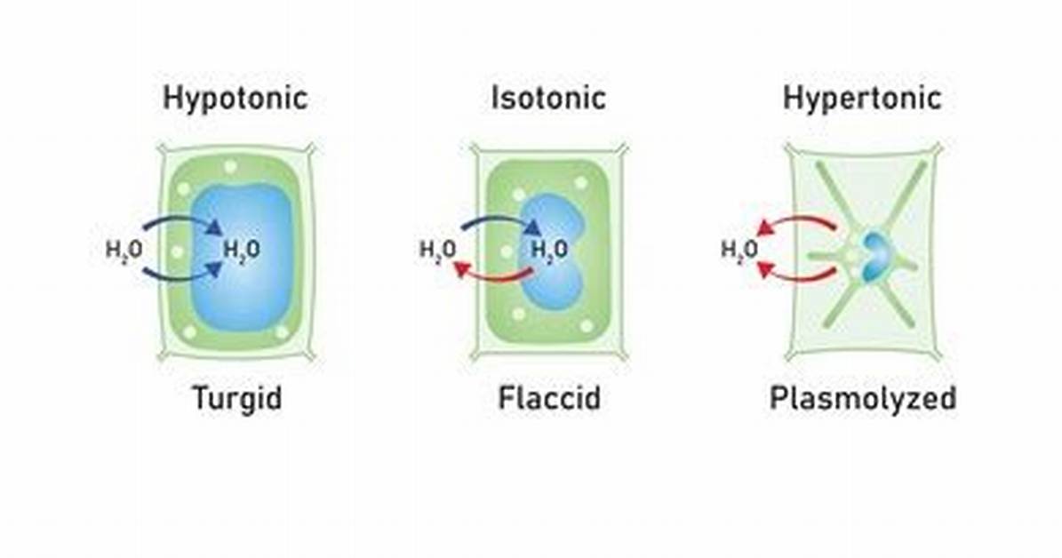 Plasmolyzed