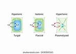 Plasmolyzed