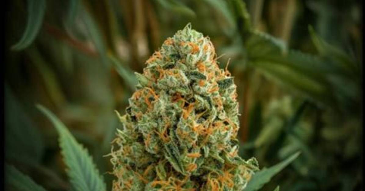 Platinum Og