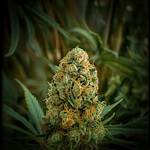 Platinum Og