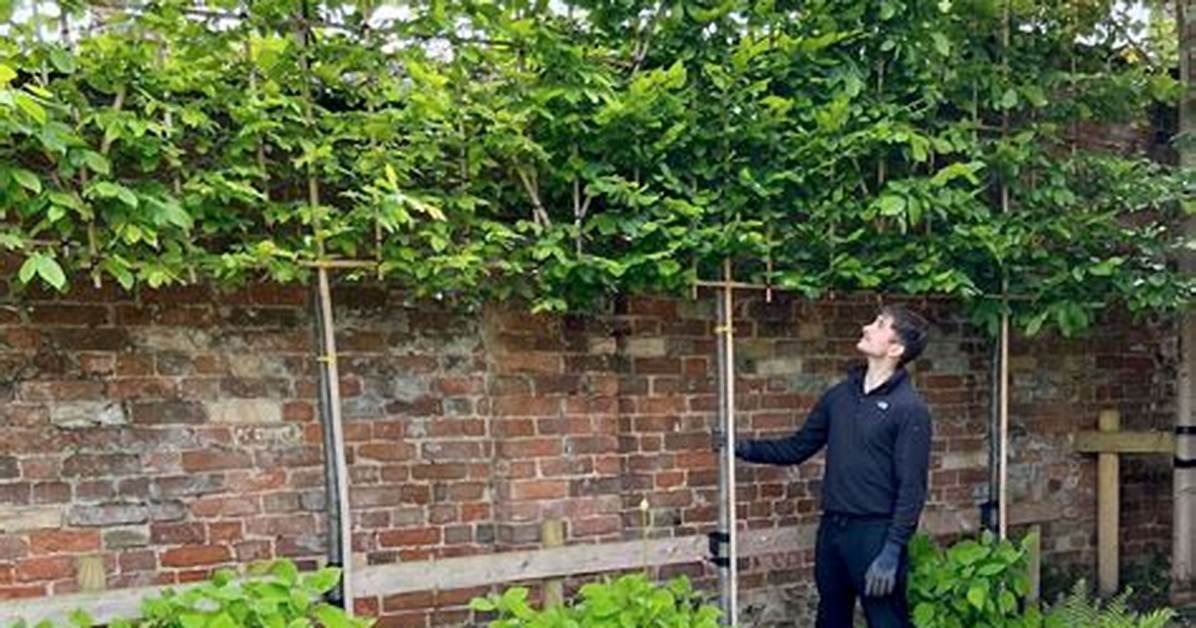 Pleached Trees