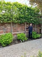 Pleached Trees