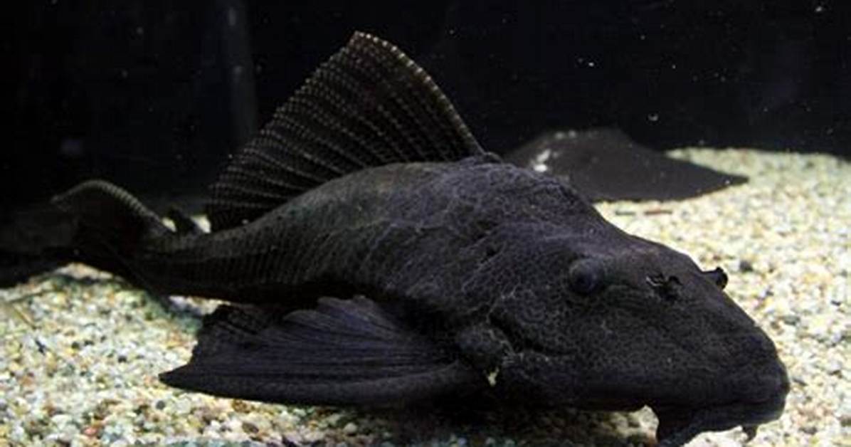 Pleco Algae Eater