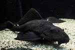 Pleco Algae Eater