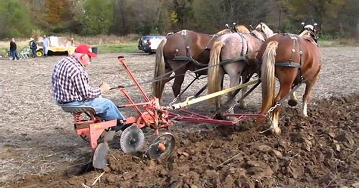 Plow-Pulling Animals