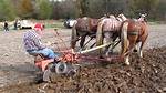 Plow-Pulling Animals