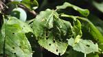 Plum Tree Diseases