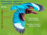 Plumage Definition