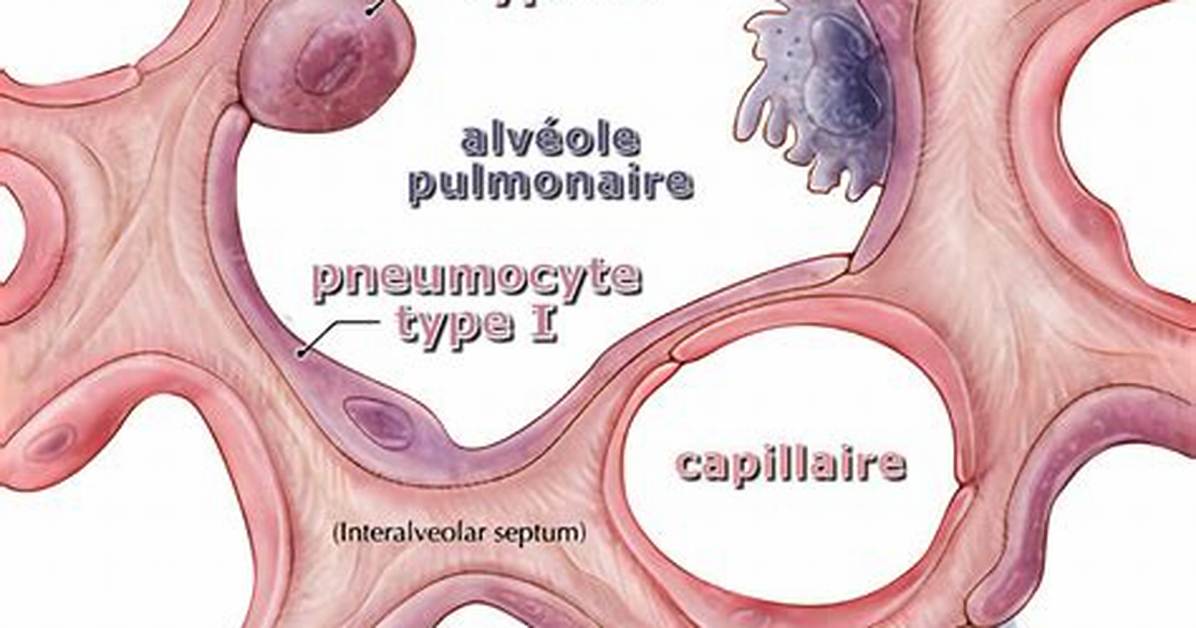 Pneumocytes