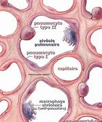 Pneumocytes