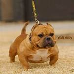 Pocket Micro Bully
