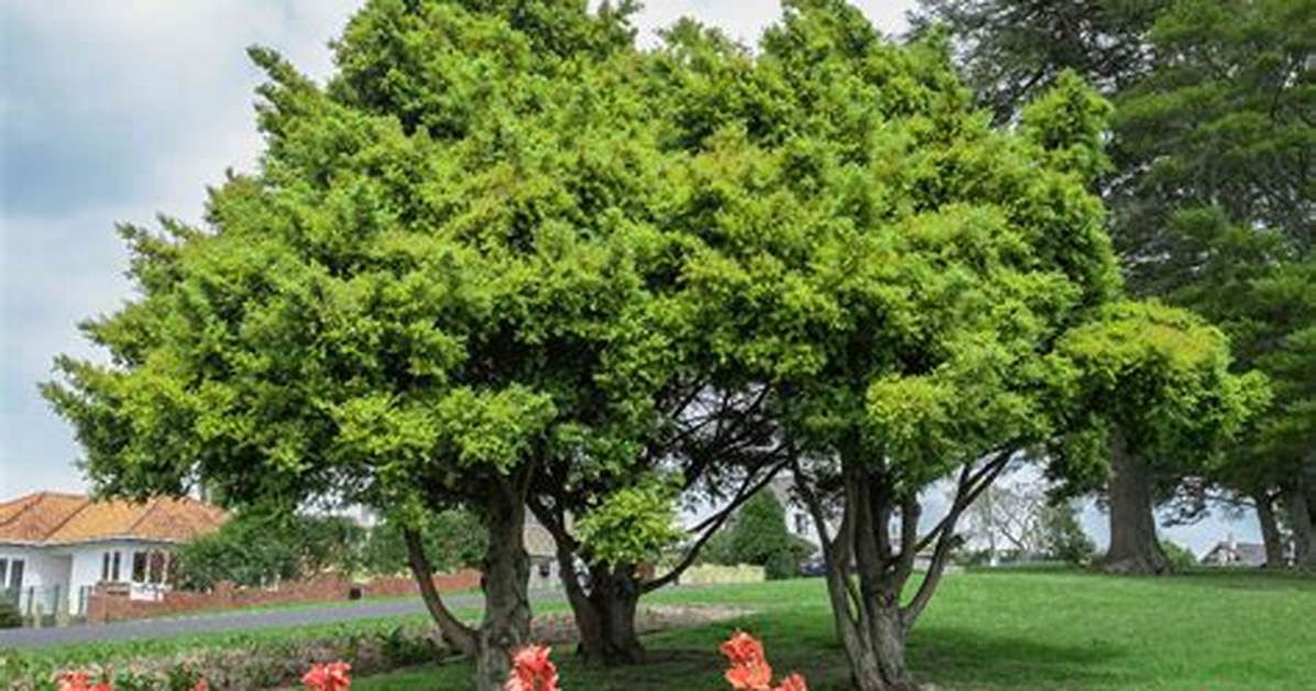 Podocarpus Tree