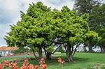 Podocarpus Tree