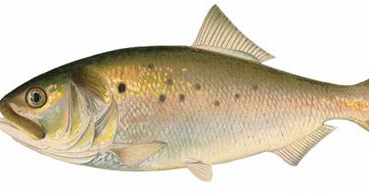 Pogie Fish