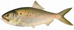 Pogie Fish