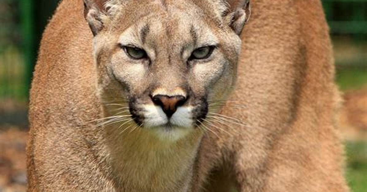 Poids Cougar