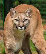 Poids Cougar
