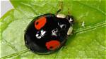 Poisonous Ladybug
