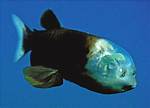 Poisson Revenant