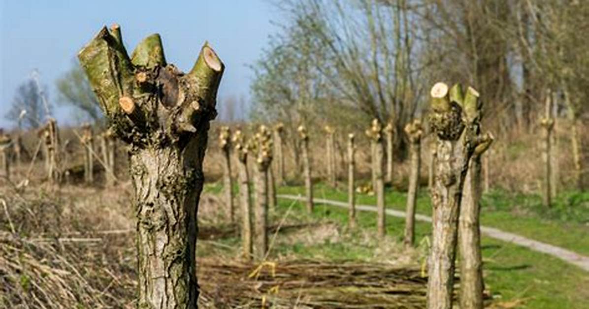 Pollarding Trees