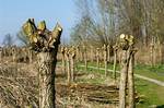 Pollarding Trees