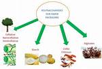 Polysaccharide Examples Food