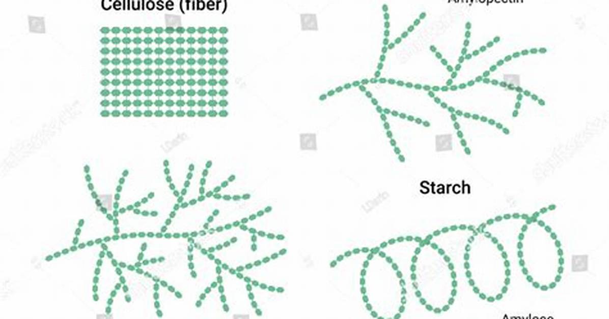 Polysaccharides Examples