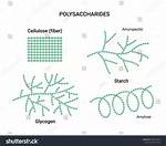 Polysaccharides Examples