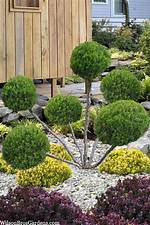 Pom Pom Juniper