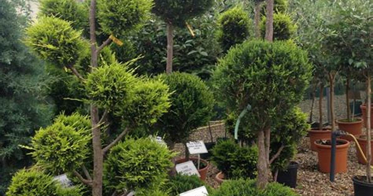Pom Tree