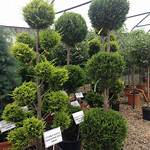 Pom Tree