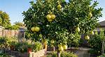 Pomelo Tree